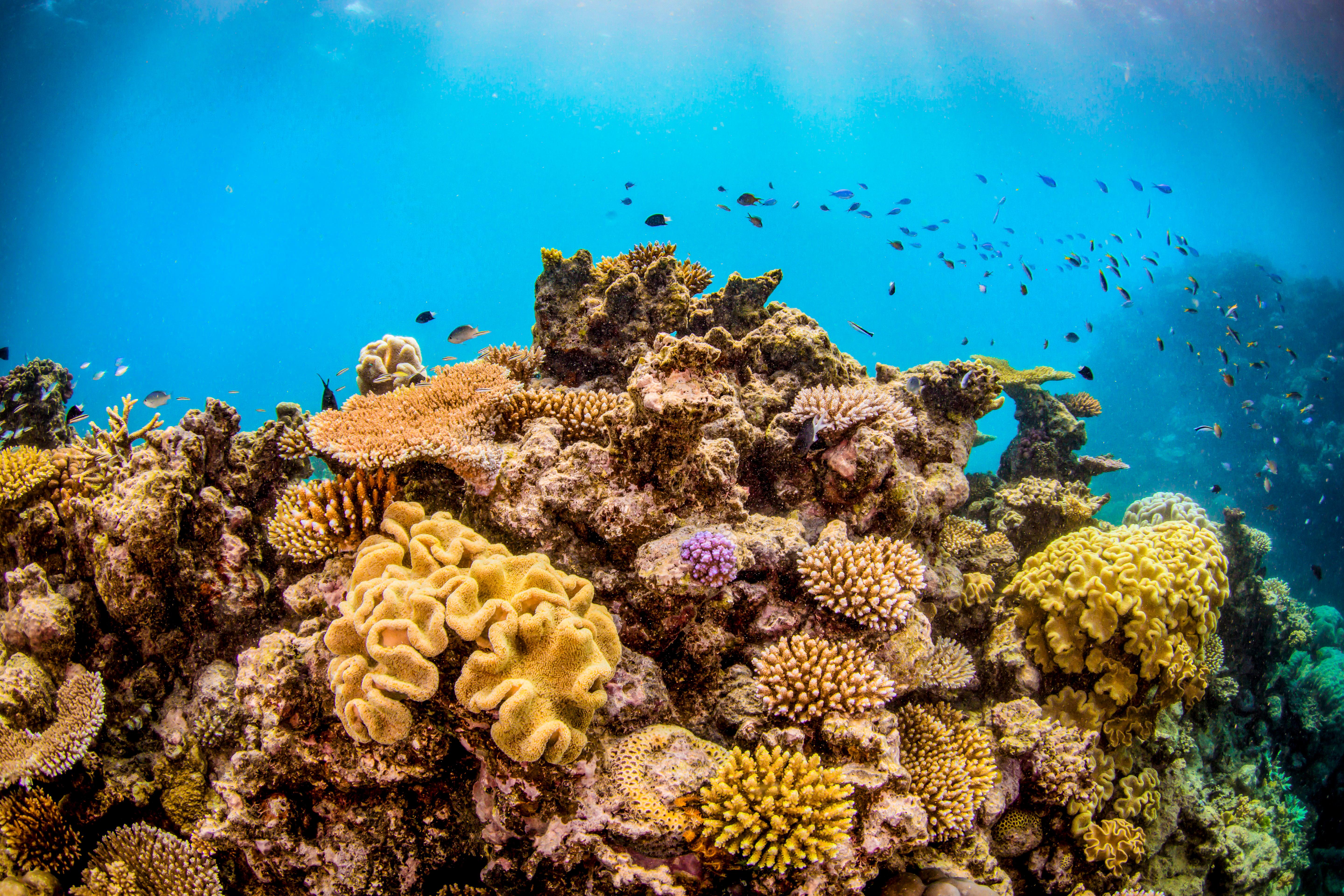 Great Barrier Reef